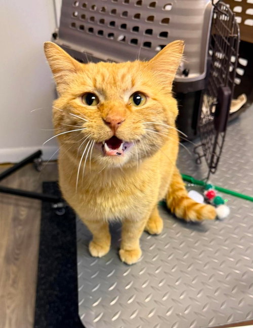 Orville, an adoptable Domestic Short Hair in Duluth, MN