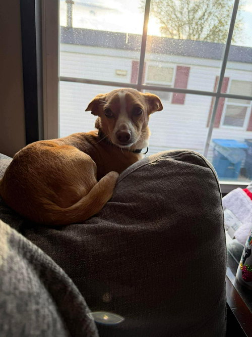 Cosmo, an adoptable Chihuahua in Duluth, MN
