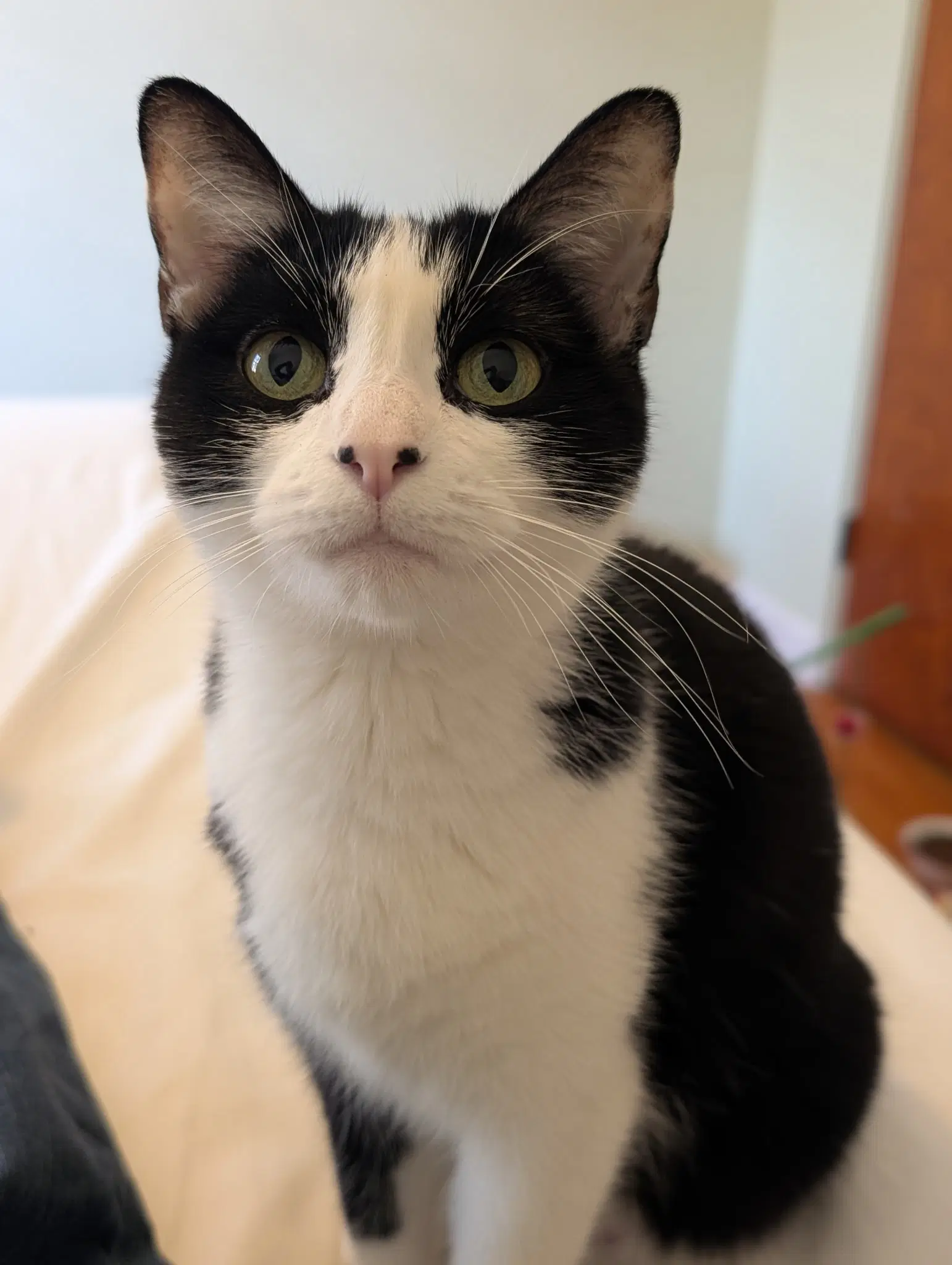 Mrs Claws - Domestic Short Hair