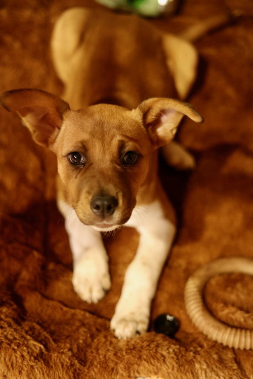 Penny