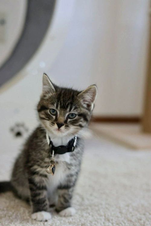 Jasper, an adoptable Tabby in Duluth, MN