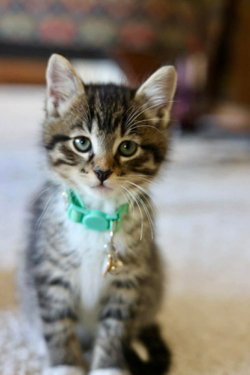 Topaz, an adoptable Tabby in Duluth, MN