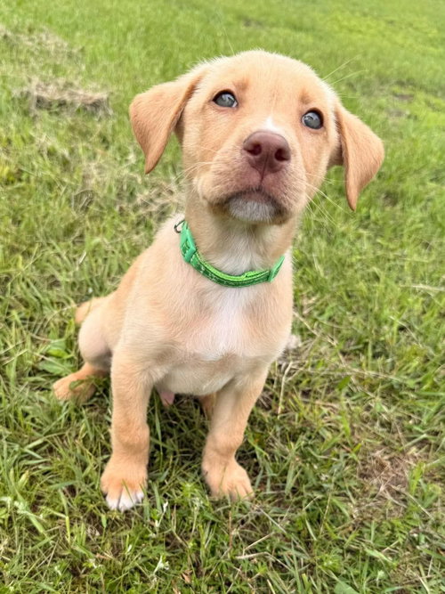 Albertville, an adoptable Labrador Retriever in Duluth, MN
