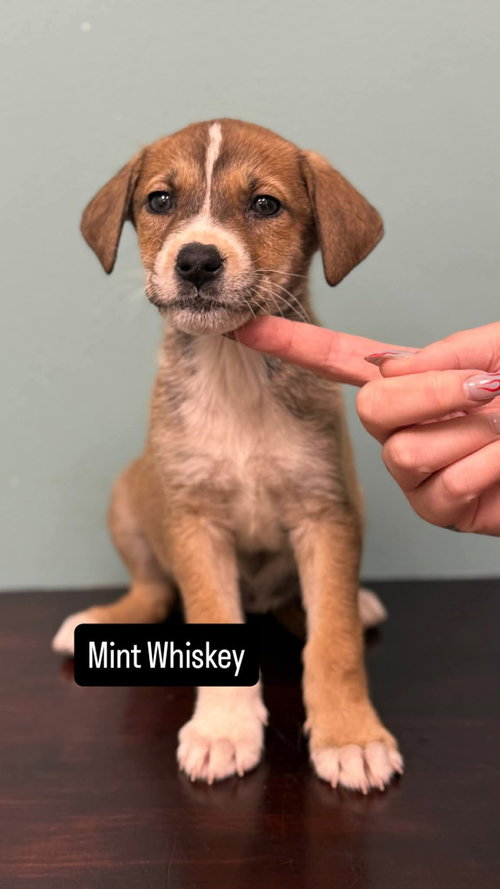 Mint Whiskey