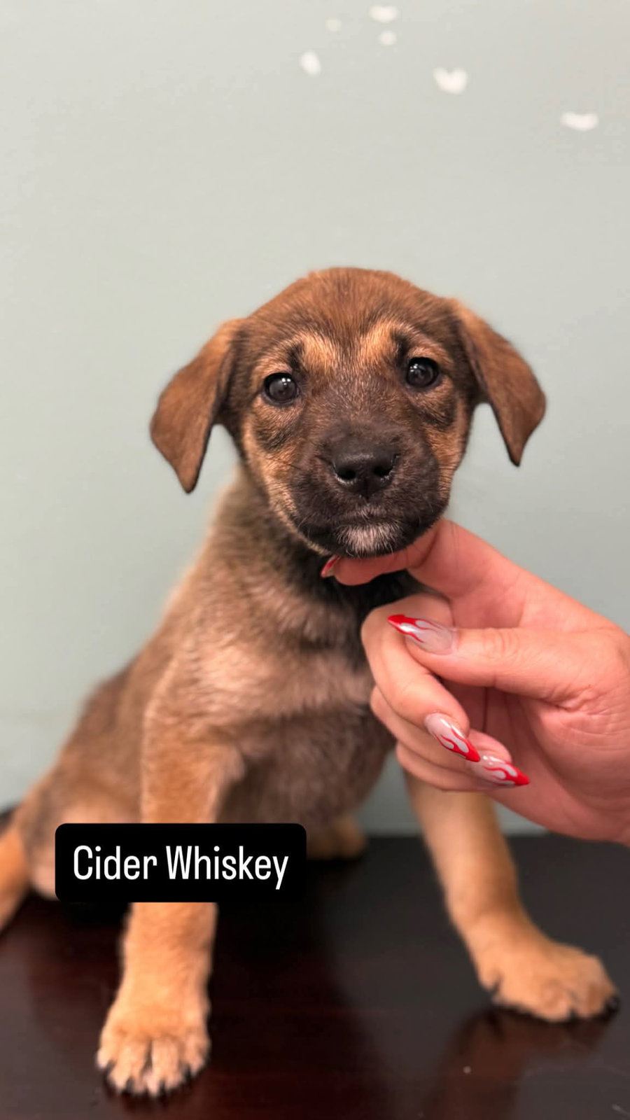 Cider Whiskey