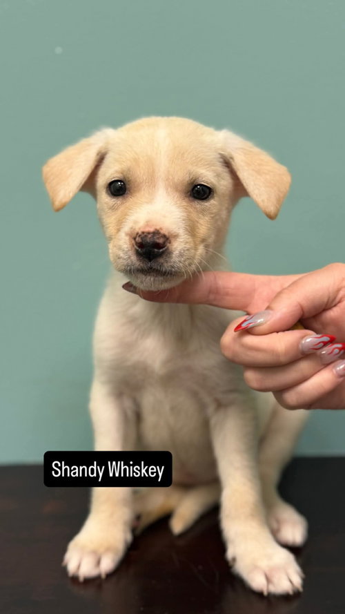 Shandy Whiskey