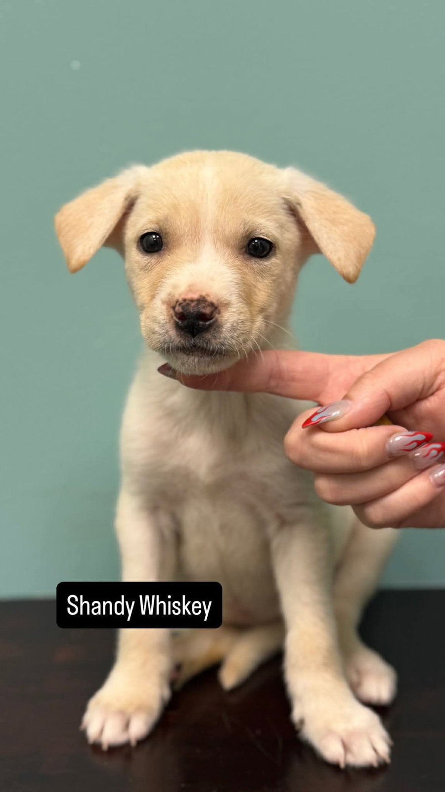 Shandy Whiskey