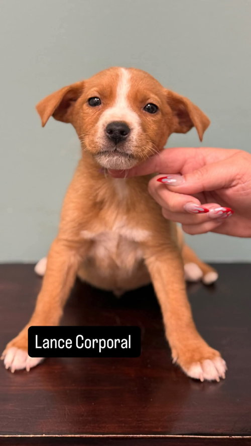 Lance Corporal