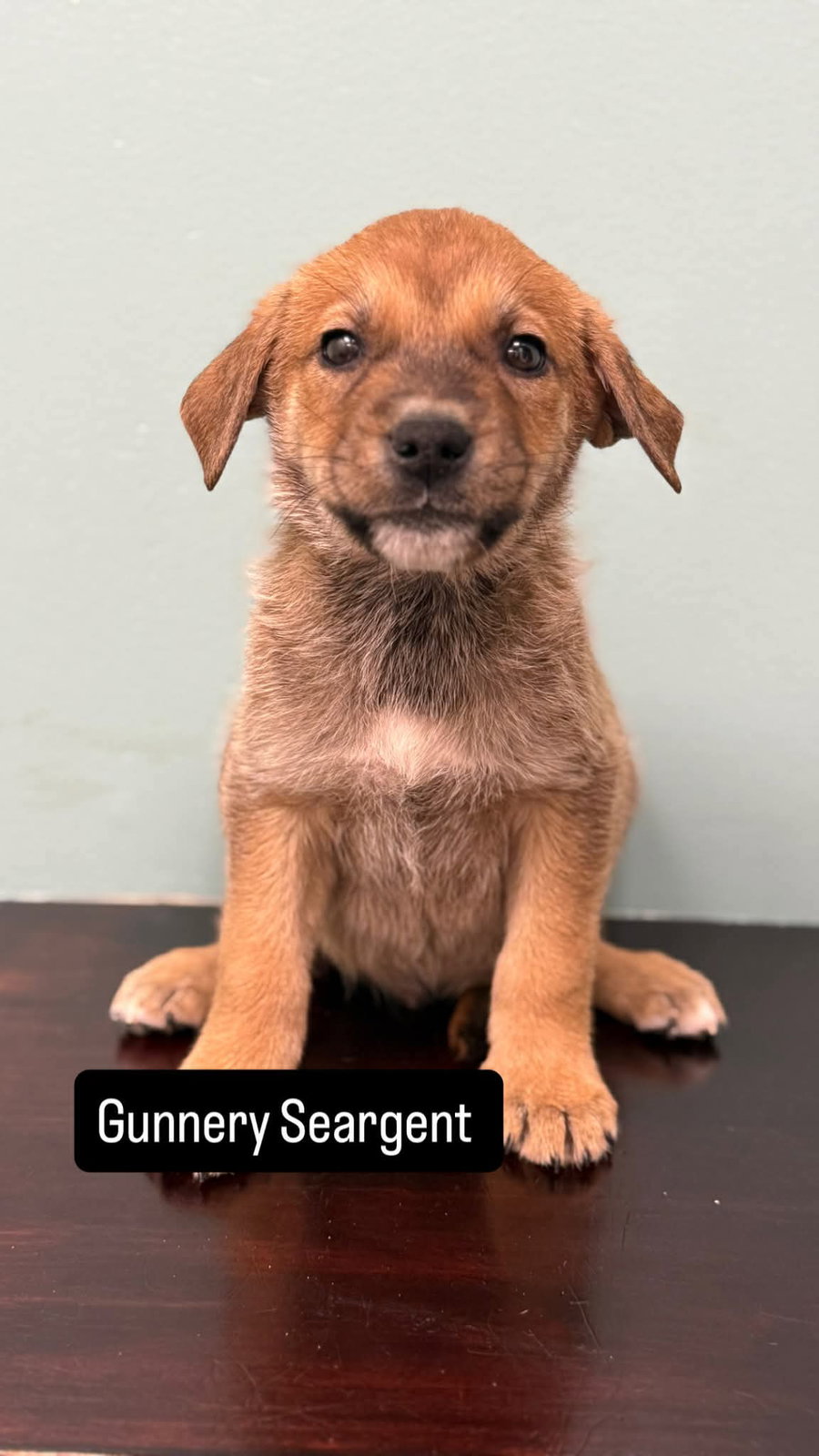 Gunnery Seargent