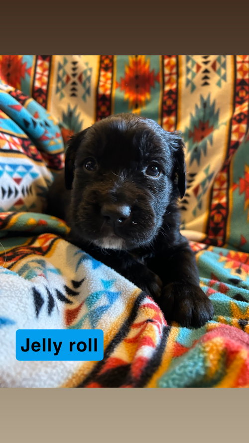 Jelly Roll, an adoptable Labrador Retriever in Duluth, MN