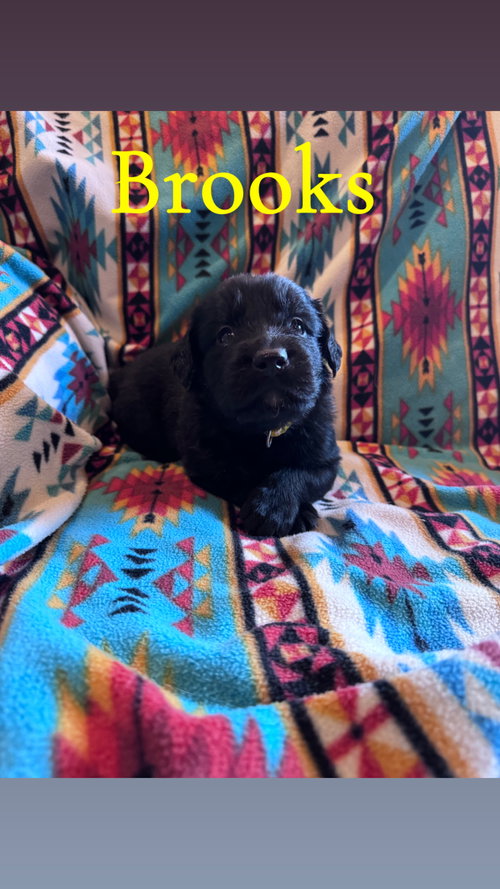 Brooks, an adoptable Labrador Retriever in Duluth, MN