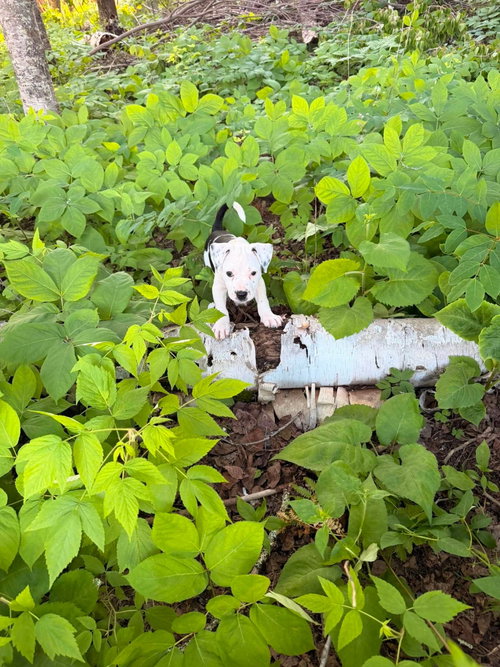 Clover photo 2