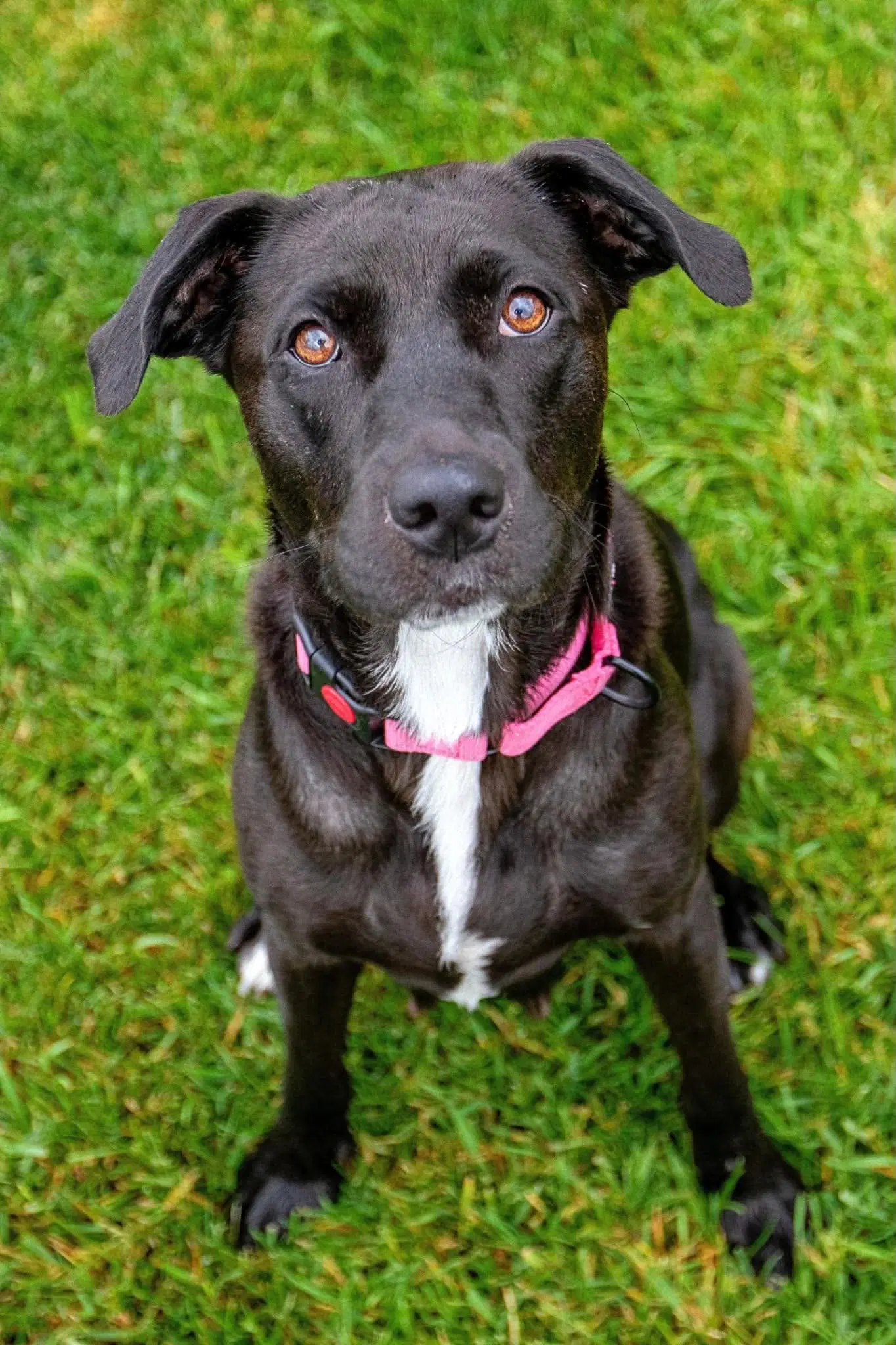 Mama Tilly - Black Labrador Retriever