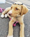 Betsy - Photo 1