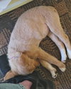 Betsy - Photo 3