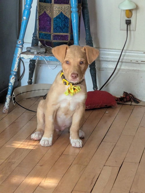 Luna, an adoptable Terrier in Duluth, MN