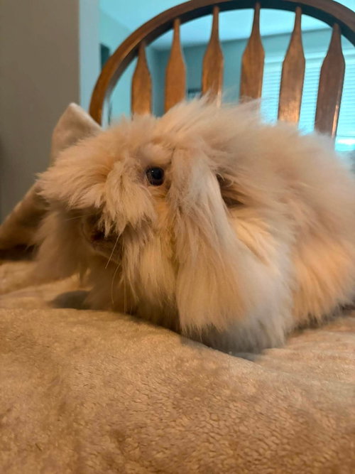 Rosie