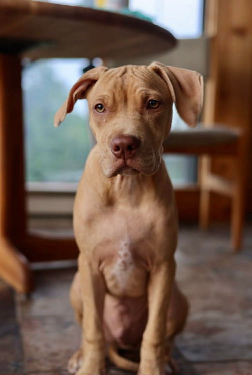 Bolt, an adoptable American Pit Bull Terrier in Duluth, MN