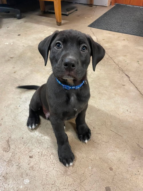 Harvey, an adoptable Labrador Retriever in Duluth, MN