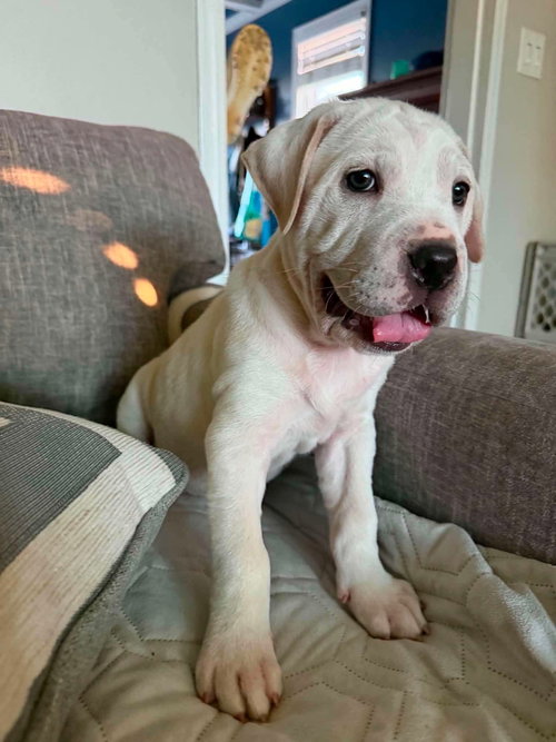 Stilwell, an adoptable Labrador Retriever in Duluth, MN
