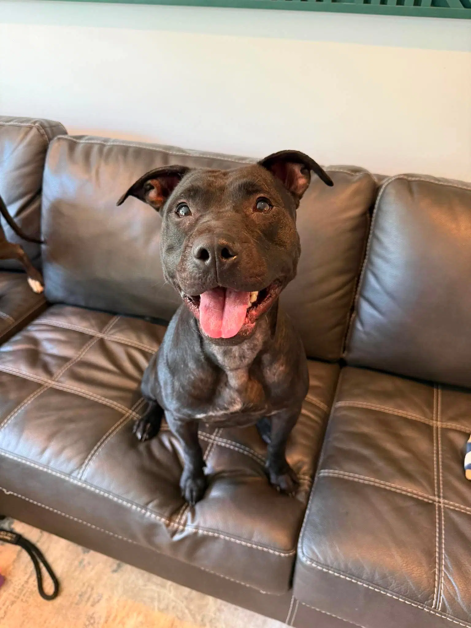 Lilith - American Staffordshire Terrier