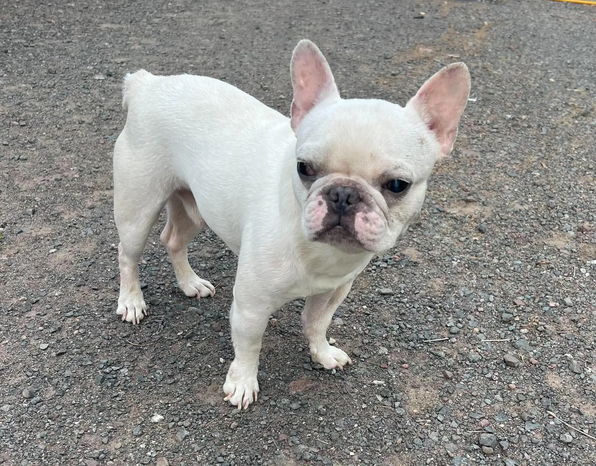 Romie - French Bulldog