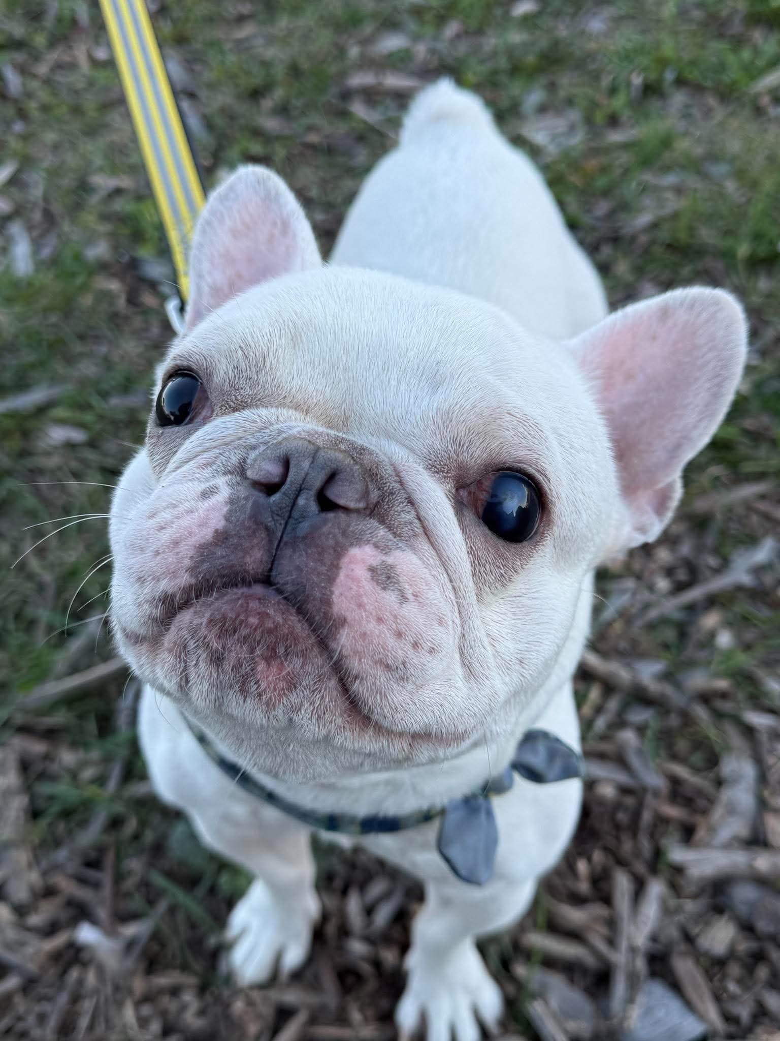 Romie, French Bulldog