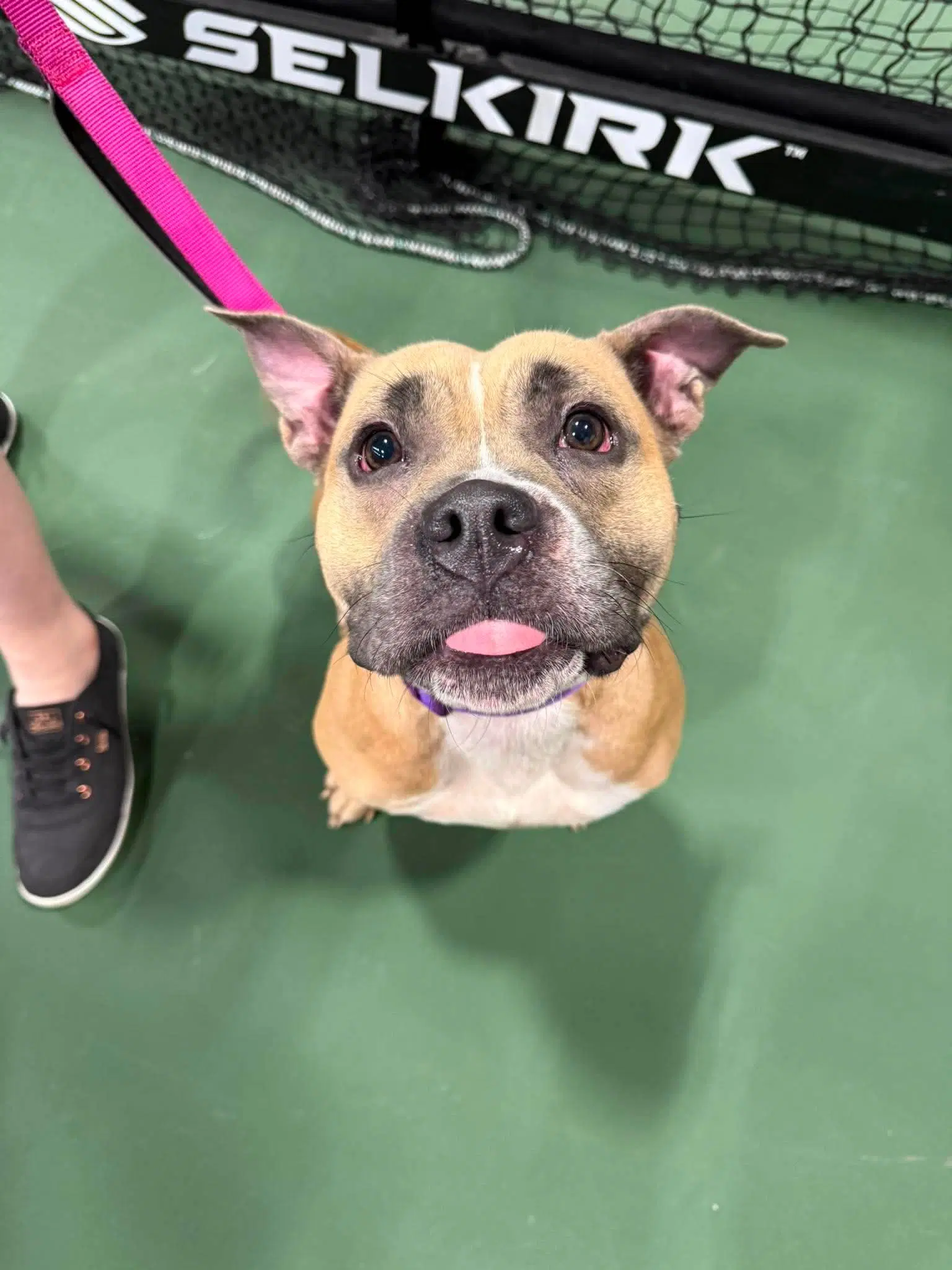 Pansy - American Staffordshire Terrier