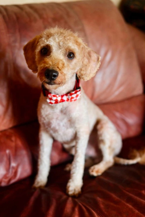Teddy photo 2
