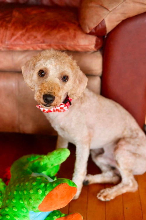 Teddy photo 3