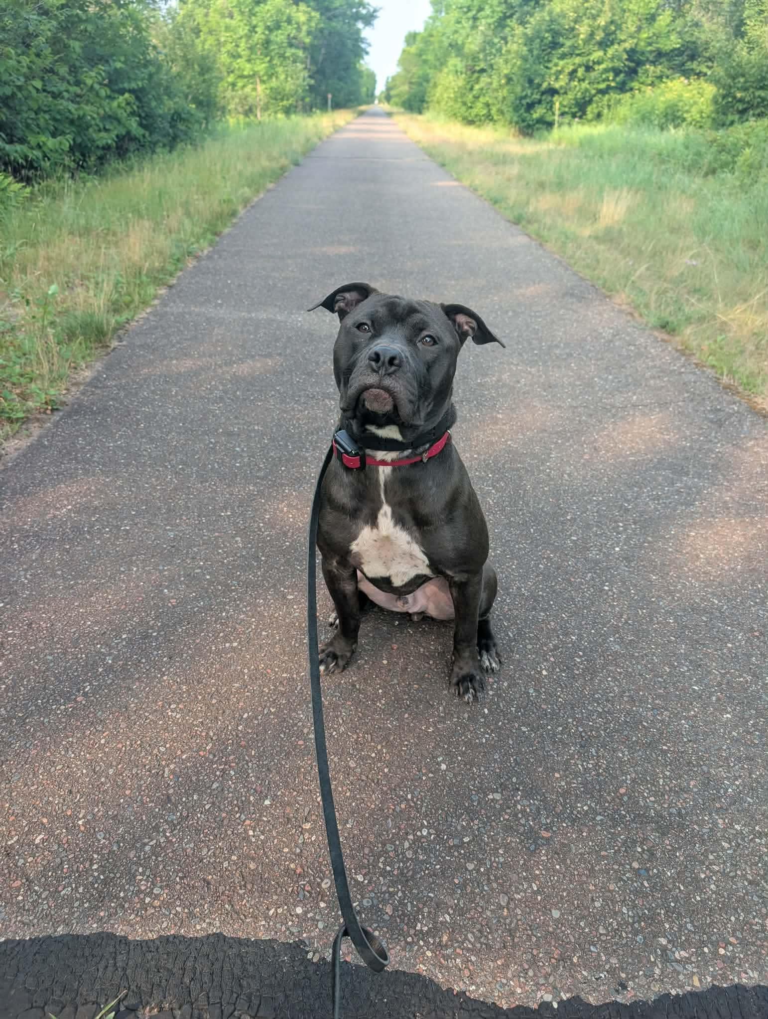 Earl - American Pit Bull Terrier