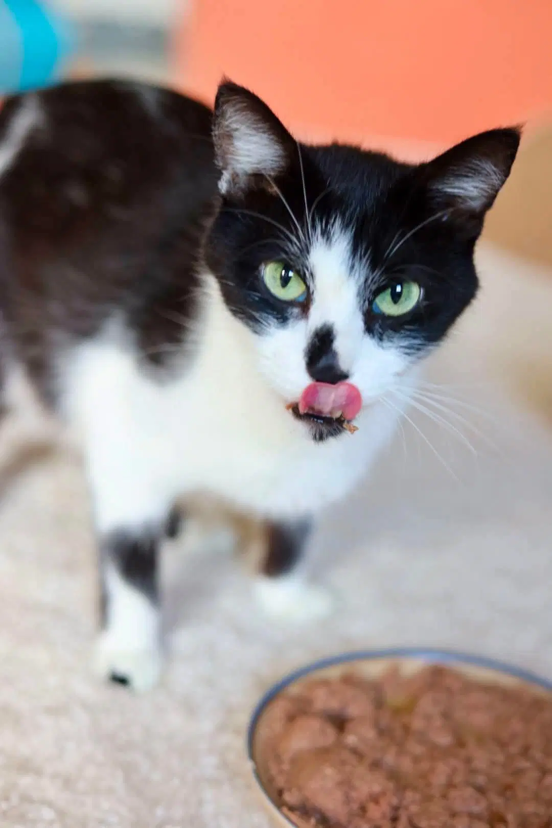 Maraschino - Domestic Short Hair