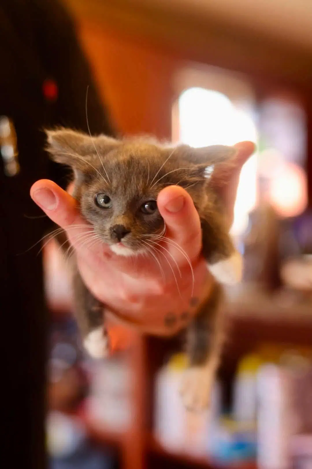 Rainier - Domestic Short Hair