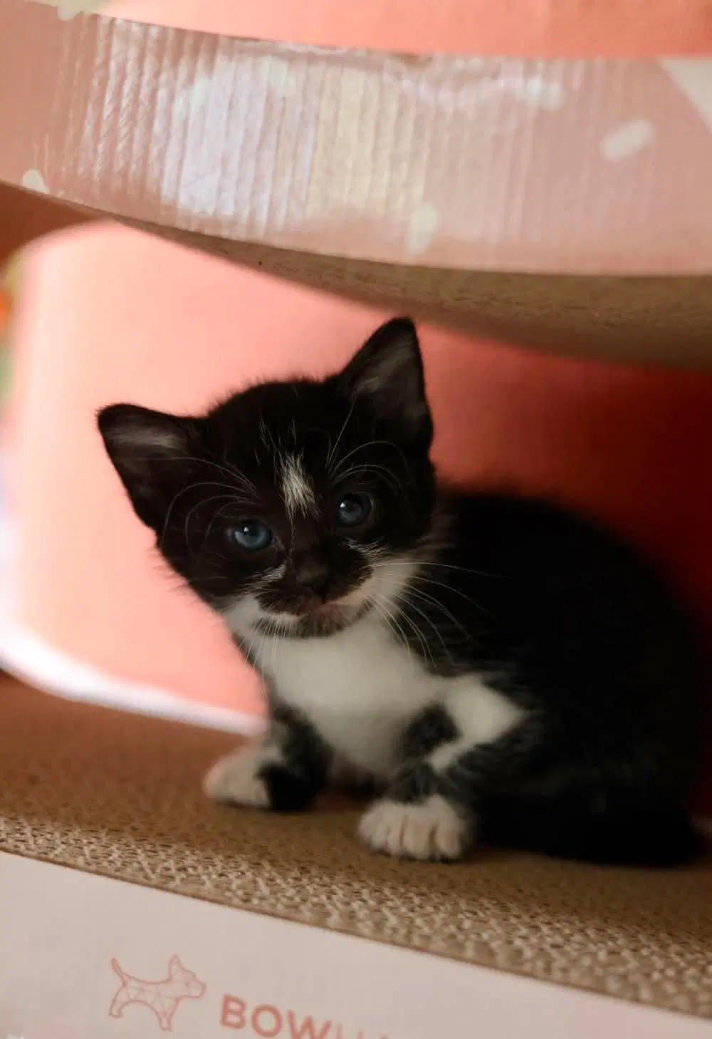 Cobbler - Domestic Short Hair