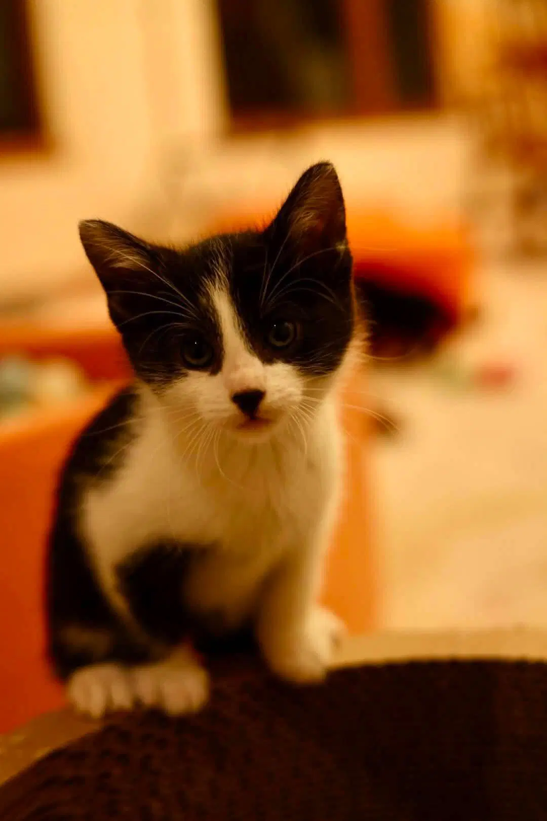 Bing - Domestic Short Hair