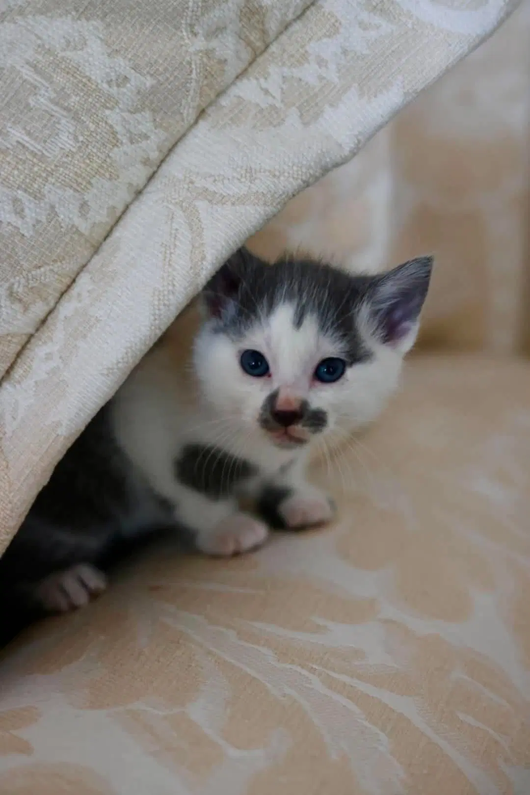 Morello - Domestic Short Hair