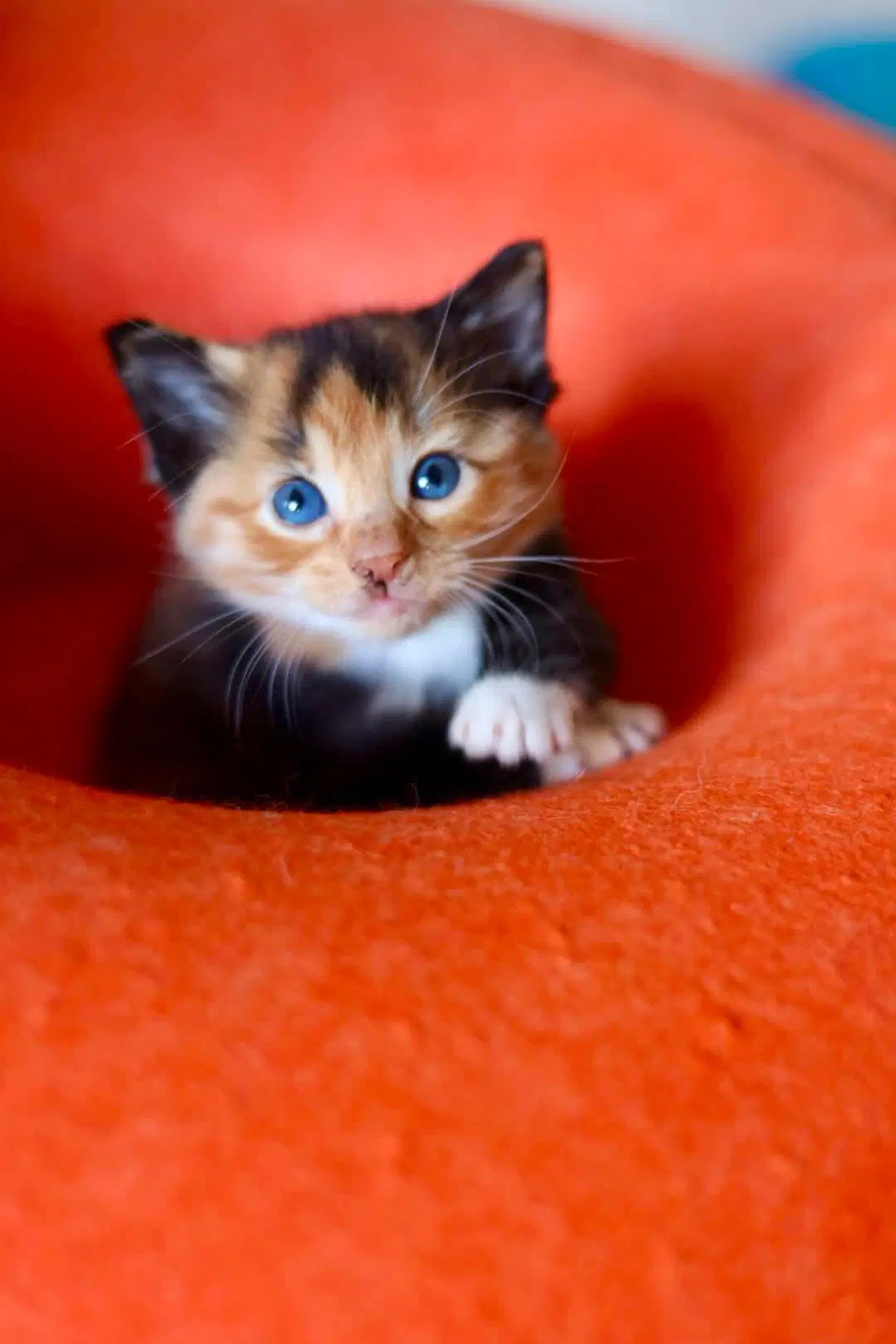 Cheesecake - Domestic Short Hair