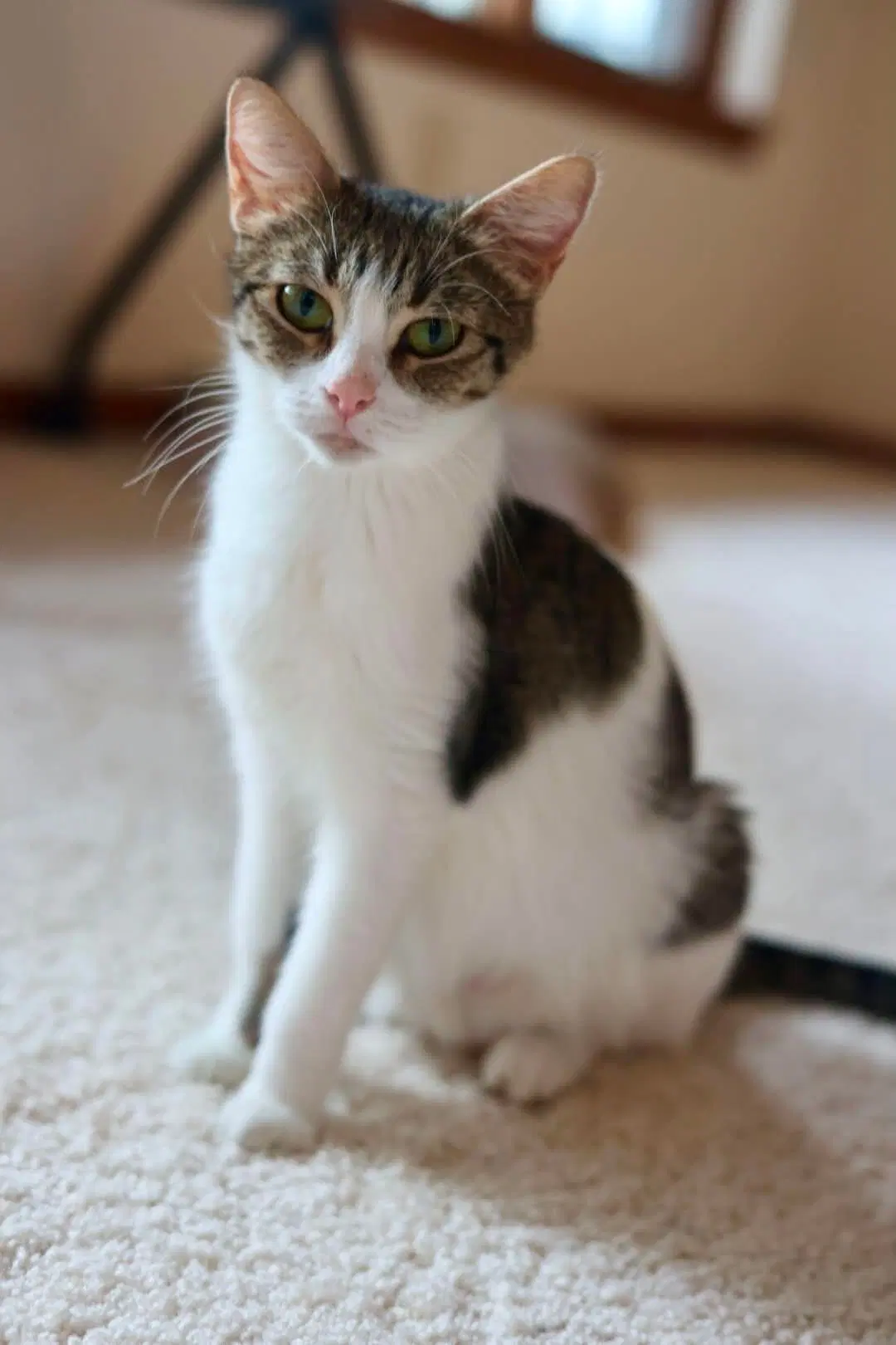Mama Biscuit - Tabby