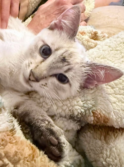 Dionte, Domestic Short Hair / Mixed (short coat)