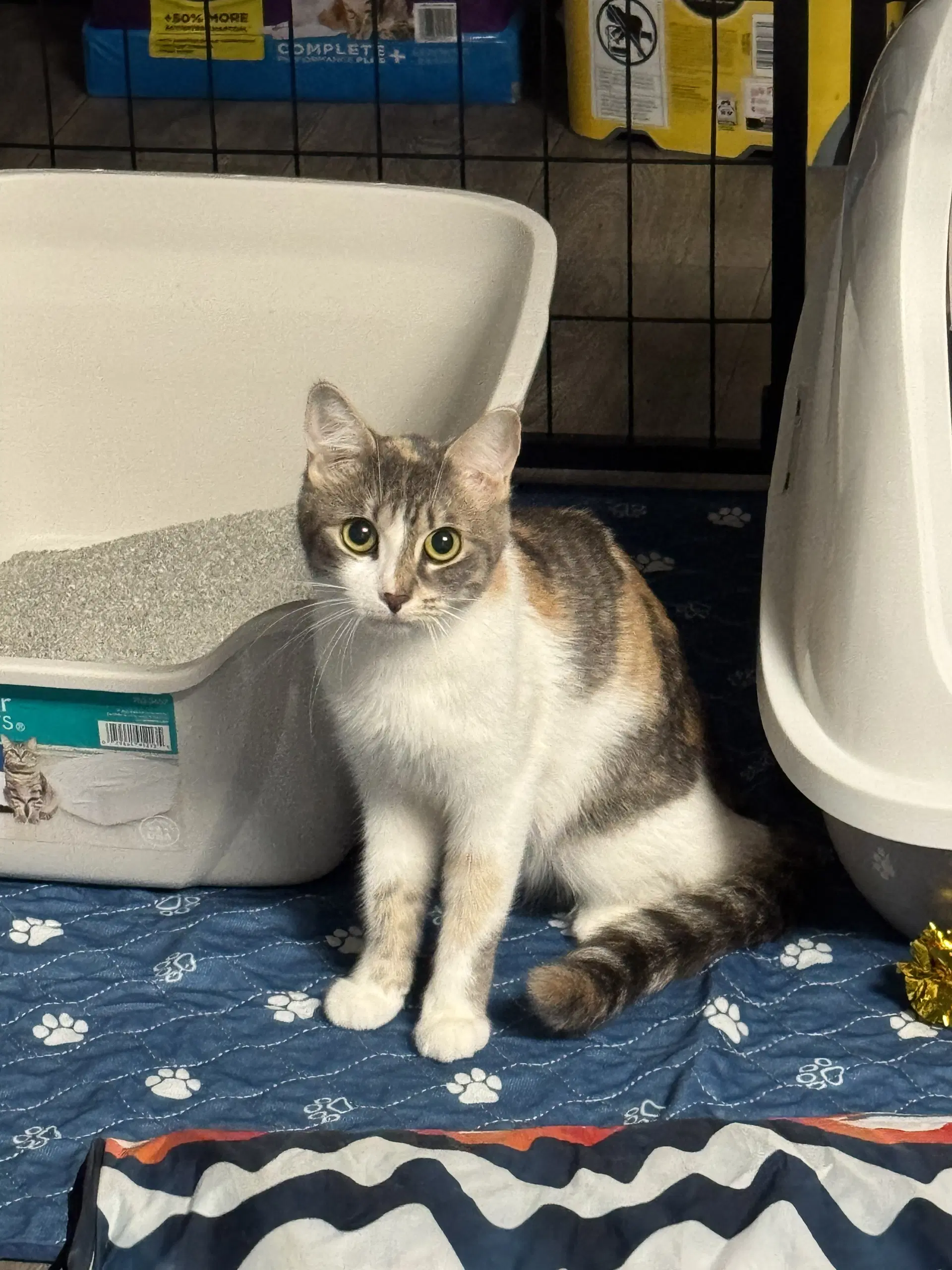 Olivia - Calico