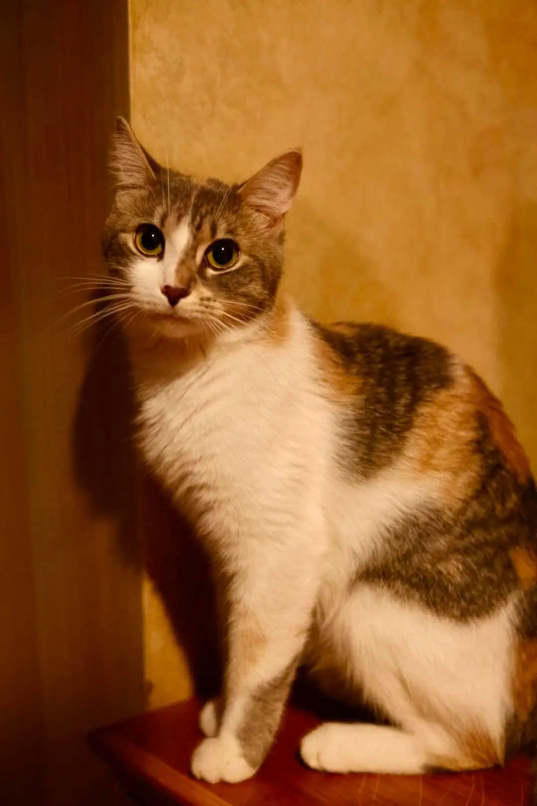 Olivia image 2