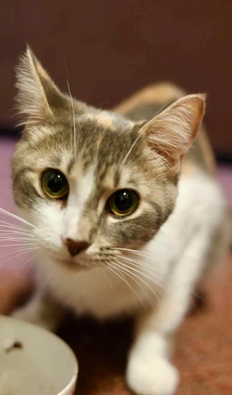 Olivia image 3
