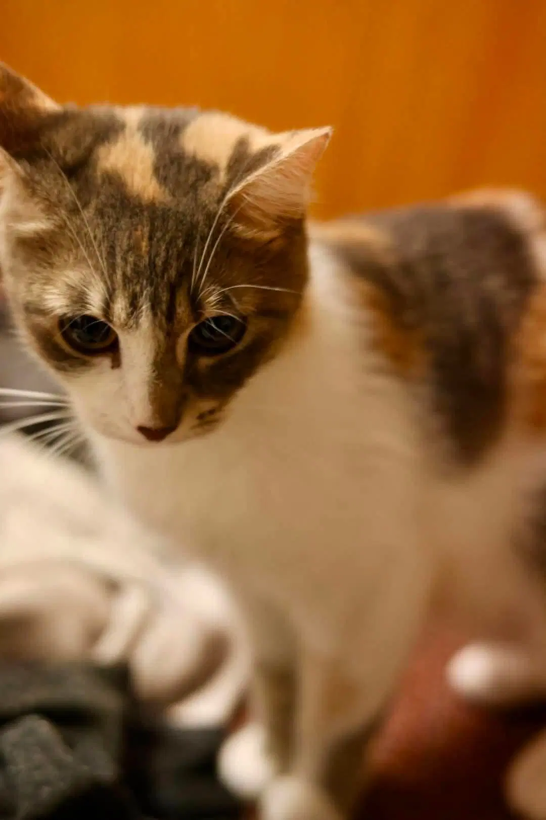 Olivia image 4