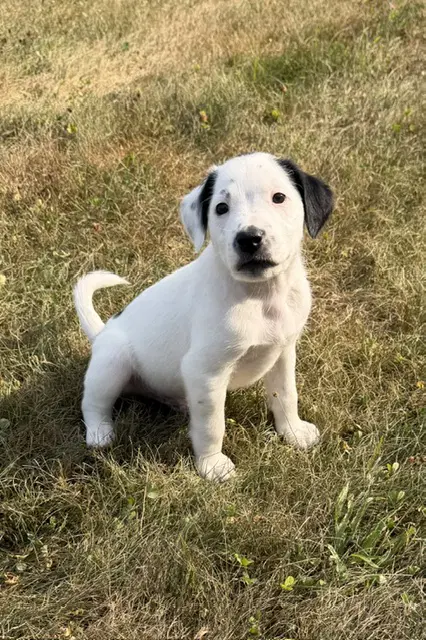 Pluto image 2