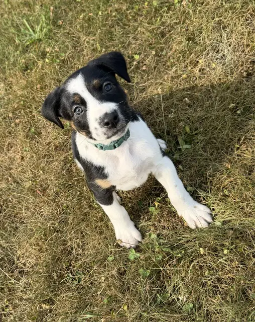 Astro - Labrador Retriever