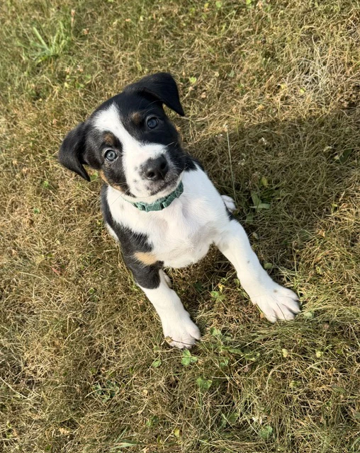 Astro