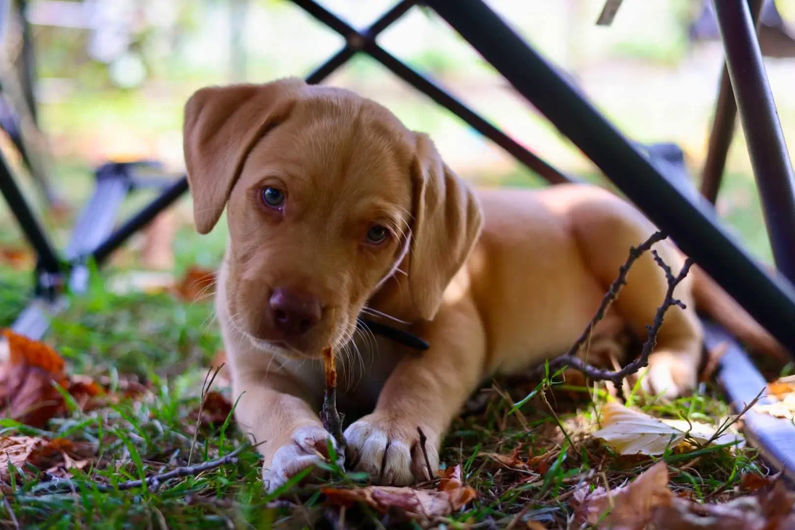 Crowley - Chesapeake Bay Retriever