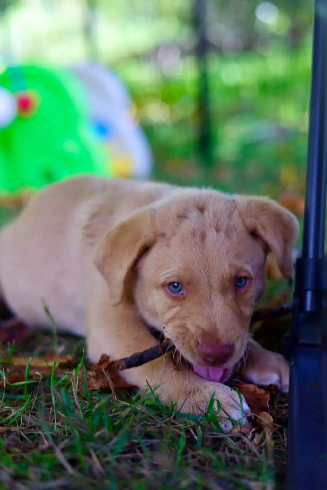 Pazuzu - Chesapeake Bay Retriever