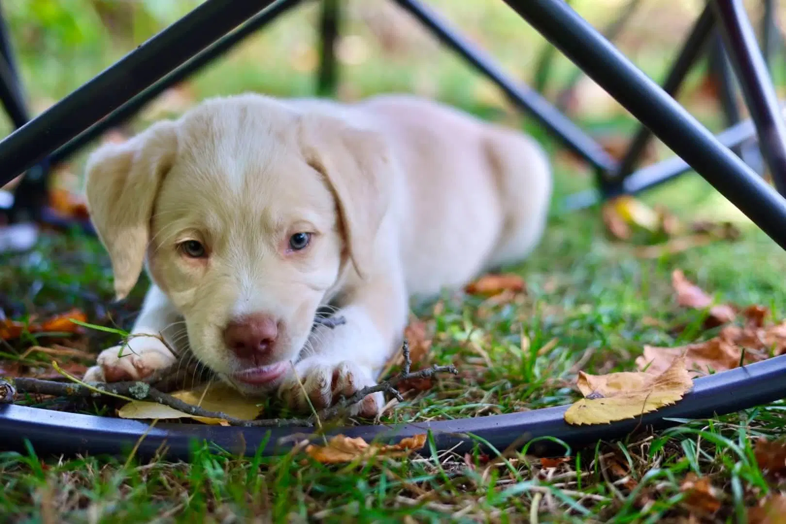Casper - Chesapeake Bay Retriever