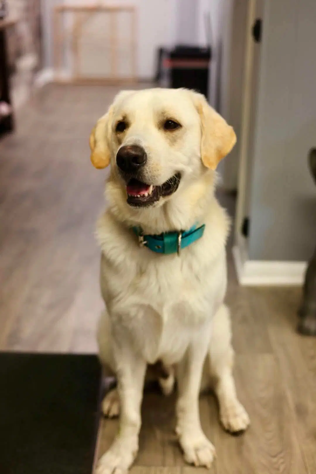 Yeller - Labrador Retriever